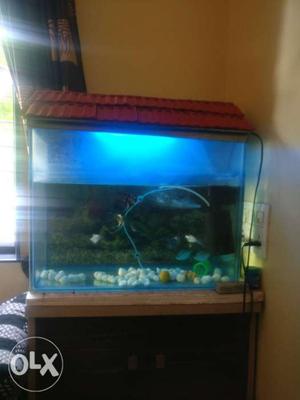 2x1.5 feet fish tank with water pump and oxygen
