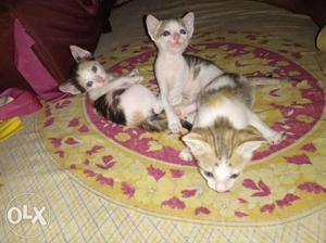 3 Kittens (female)