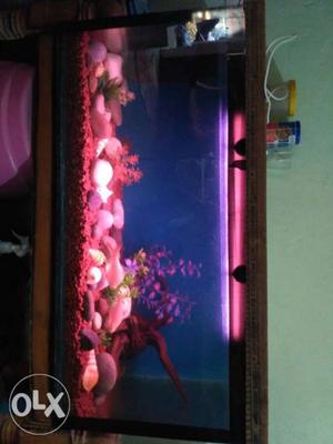 3 foot tank with all fish stone and plants
