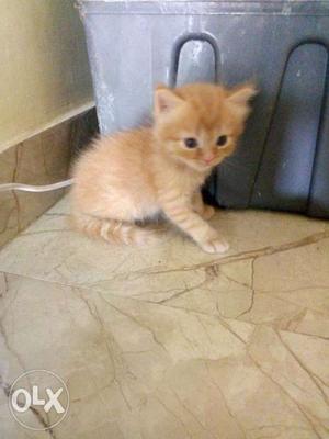 30 days old triple coat persian Kitten for sale booking