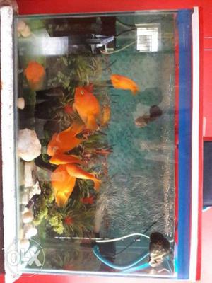 3ft/2ft/1ft with 9 fishes + iron stand_(discount