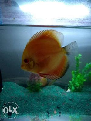 4 inch white face red melon discus fish