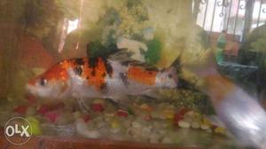 4 medium size koi fishes for 500 rs...