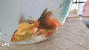 4 piece gold fishes 50rs