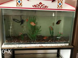 4ft aquarium full set tank filter n fishes
