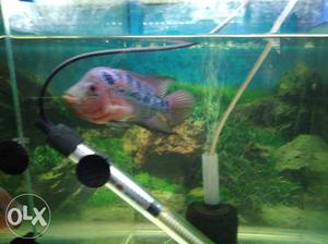 5 Inch flower horn fish 1 nos 400Rs and 2 fish at 500 Rs