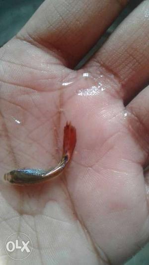 6 guppy fish only 50 rupee i have more guppy fish