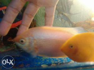 6 inch kissing fish available only 1 pcs pickup
