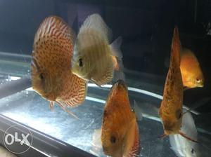 7 discuss fishes for sale for 