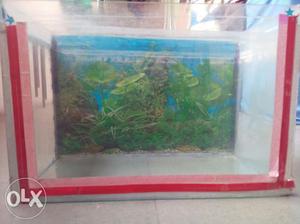 A new Fishes Aquarium with a oxygen in