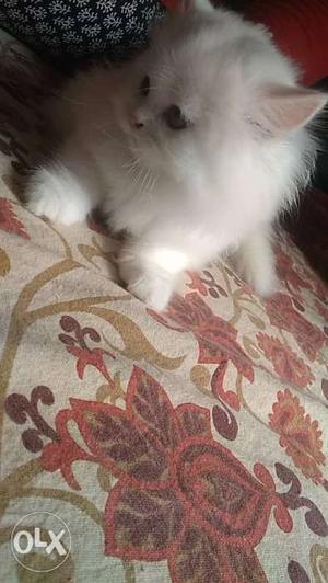 A pair of Persian Kittens For Sale. (pair) will be