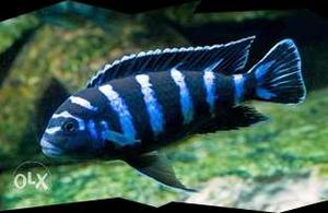 African Cichlids fishes wholesale