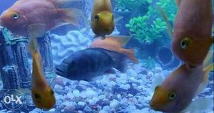 African cichlid pair around 7 inches in length,