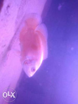 Albinofire oscar fish, can be negotiate