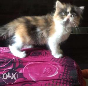 All Types Of Persian Cats and Kittens Availabel