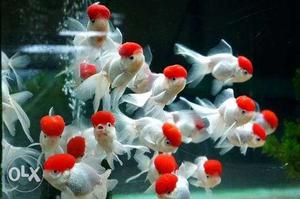 All types of gold fish varietys available