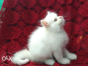 All types of pure persian kitten available for