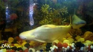 Aquarium Shark Fish Big One for sale
