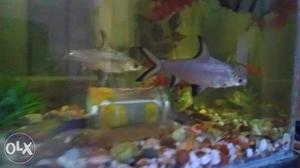 Aquarium fish, 2 six inch silver shark healthy