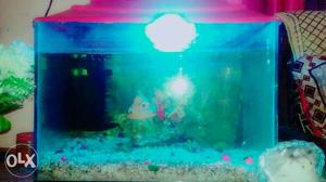 Aquarium of ft 1 big oscar fish and