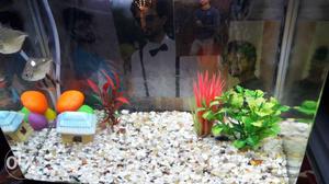 Aquarium with all accessories and 7 lovely fishes