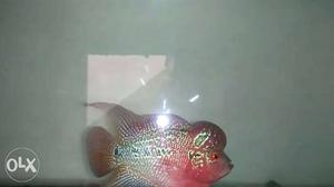 Awesome Dual color fertile Flowerhorn