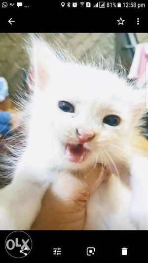 Beautiful White Persian Kitten, Lovely fur coated.