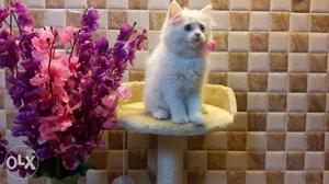 Beautiful colors traind baby Persian cats kitten
