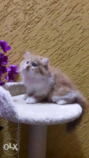 Best colors healthy traind baby persian cats