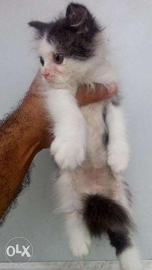 Best deal healthy Persian cats kitten sale all colors traind