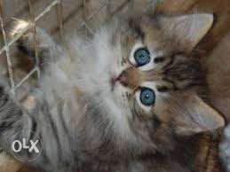 Best quality top breed ofAmerican Bobtail fo sale