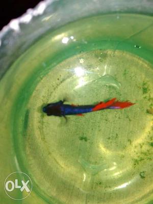 Betta breeding pair