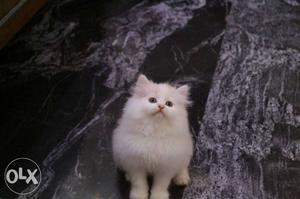 Bi color Persian kittens