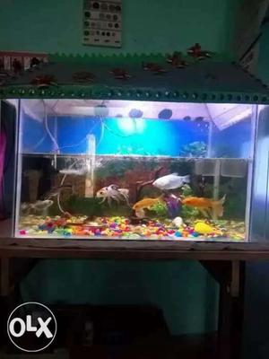 Big fish tank free