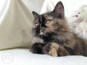 Black And Brown Siamese Kitten