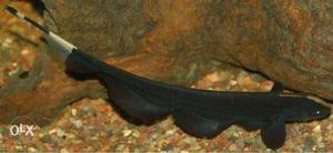 Black Feather Fish Alappuzha