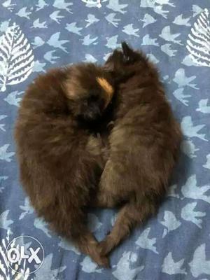 Black Persian Kittens. Best deal. Urgent.