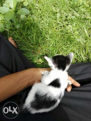 Black and white cute kitten