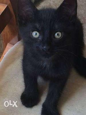 Black female Kitten