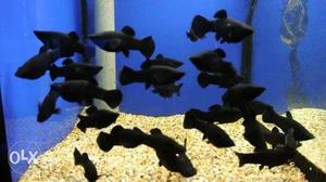 Black moly fish for sale.. Pair 20 rs.. 3 pair 60 rs..