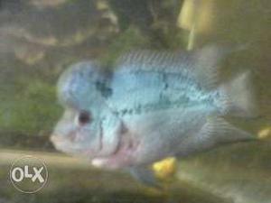 Blue And Gray Flowerhorn Fish