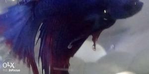 Blue color male halfmoon Betta fish