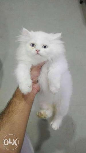 Blue eyes cute face long fur baby Persian cats