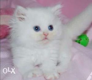 Blue eyes persian kitten available