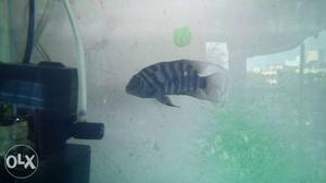 Convict cichlid for 250