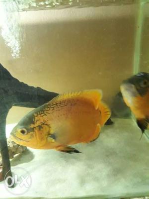 Copper oscar fish for sale one pair available