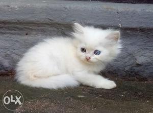 Cut kitten which loveable 2month old