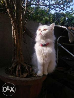 Cute White female punch face Persian Cat for