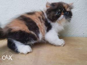 Dark calico kitten female available, age is 2