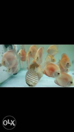 Discus fish available other fish also available